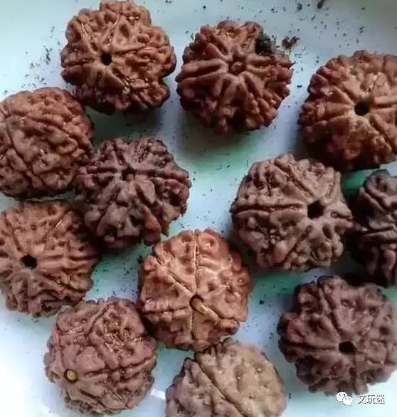 菩提手串长毛发霉有危害,菩提手串长虫子对我们有什么危害