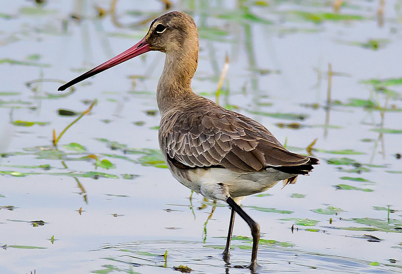 广东常见鸟类图谱图文,广东常见鸟类图谱