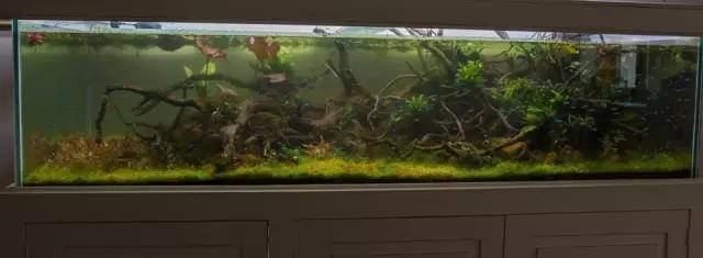 本色水景水草造景培训,本色水景水草培训