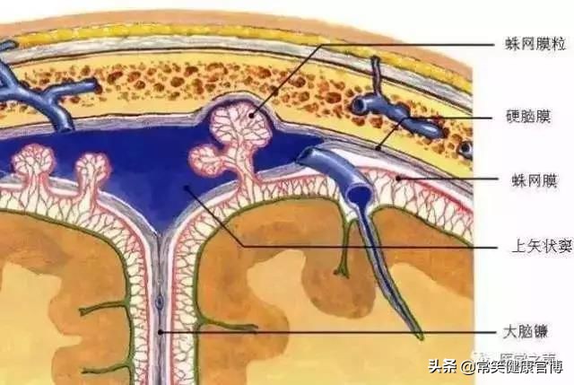 小心“易栓症”--被诅咒的血，这不是恐怖小说，这就在身边
