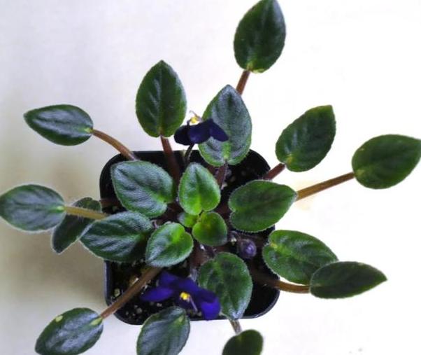 养花懒人绿植,懒人养花推荐花香四季开