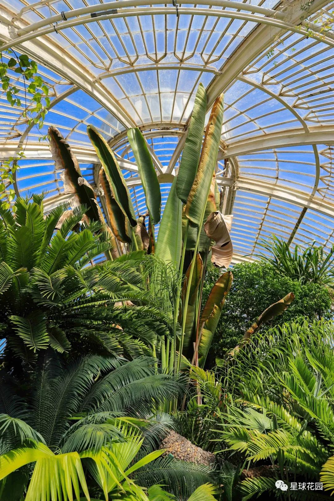 二木带你游花园|邱园（kewgarden）离我们到底有多远？