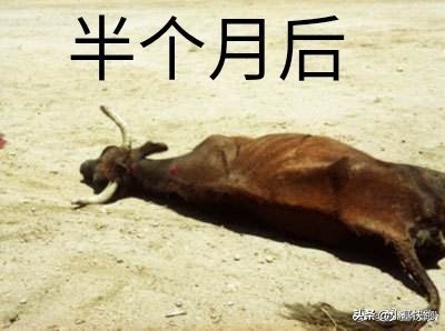 暴跌必有段子:眼前的绿不是绿,你说的牛是什么牛?