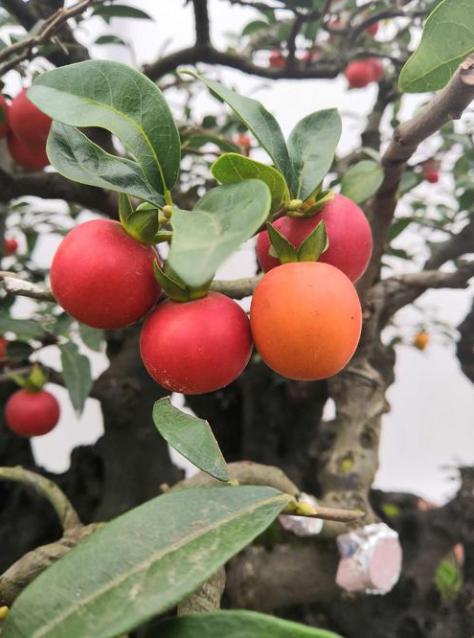 金弹子开花授粉时间,金弹子开花初期如何养护和管理