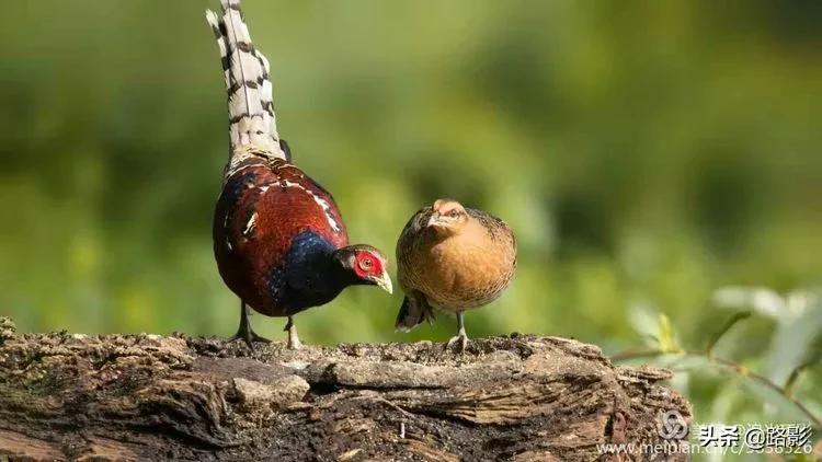 花重锦官城,花重锦官城长安