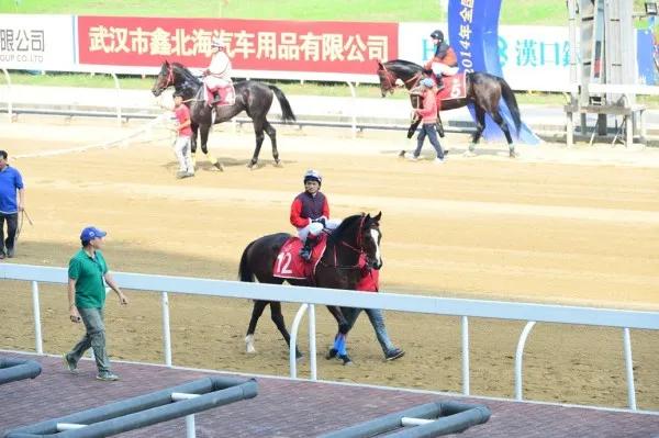 武汉要发行赛马彩票，这次有没有戏？