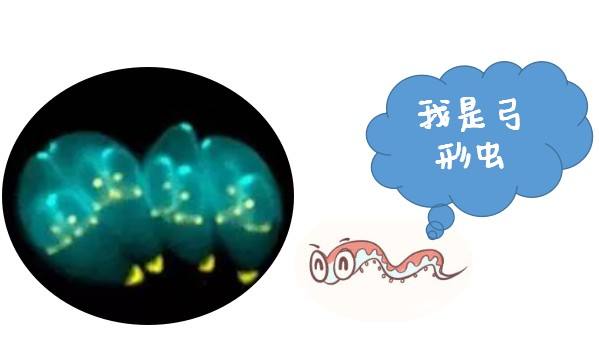 弓形虫孕期查完后感染怎么办,优生优育五项检查弓形虫数值