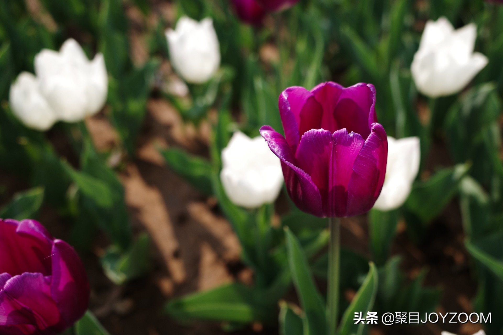 摄影大咖用理光gr3拍照片,理光gr3有几种黑白摄影作品