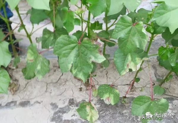 病虫情报第十一期,兵团第七师最新消息