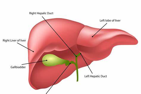 晨起尿黄和肝有关系吗,入职体检尿胆红素阳性是怎么回事