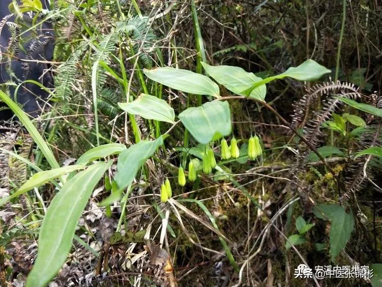 认识身边的中药材,认识中医寻找身边的中药