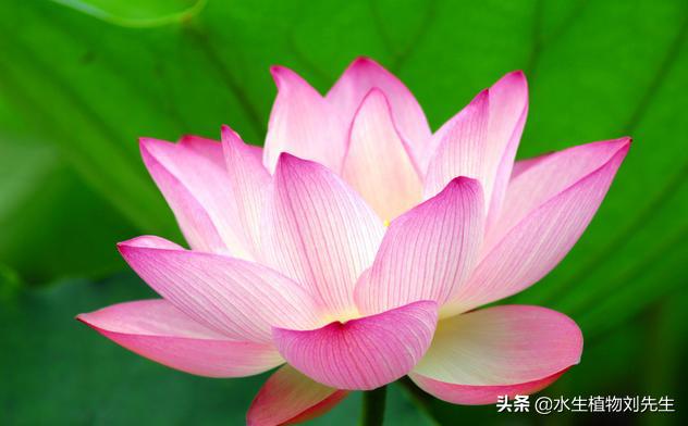 观赏荷花的栽种方法,观赏荷花的栽培技术