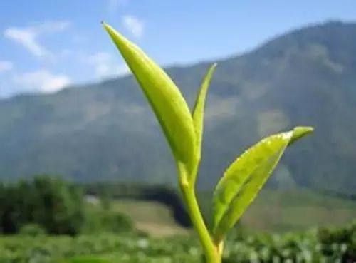 易武山和易武正山的区别,易武正山是什么