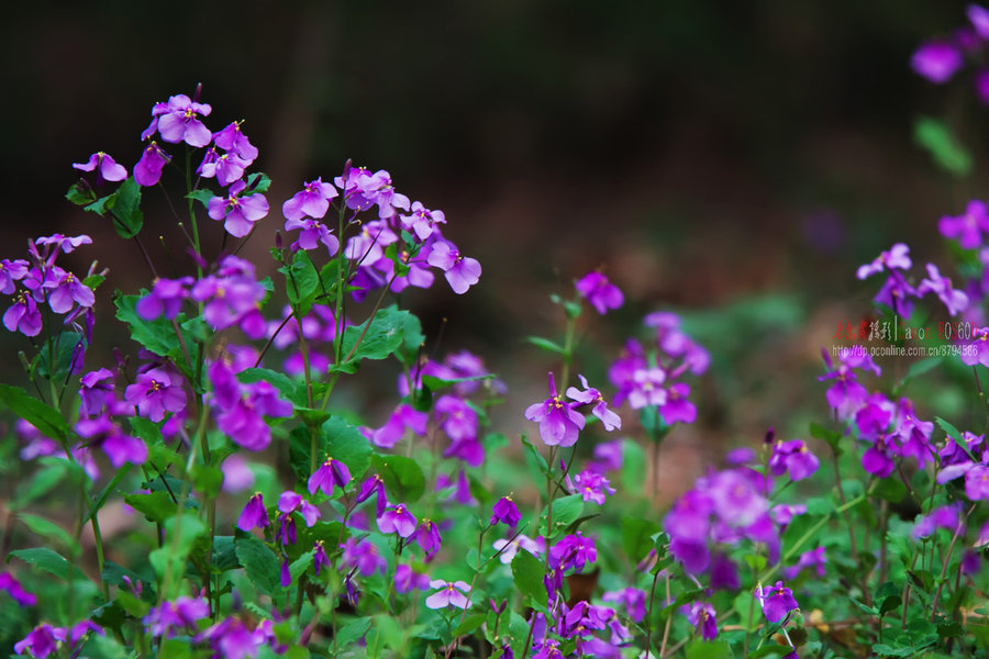 “论斤卖”的10种花卉种子，花海都种它，“靠天吃饭”就能活