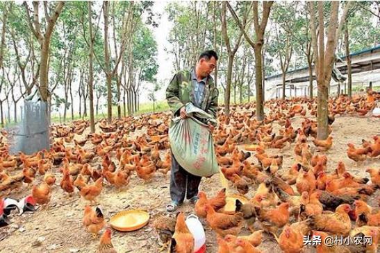 返乡创业养殖黑山羊经历,适合农村创业养殖的6个项目