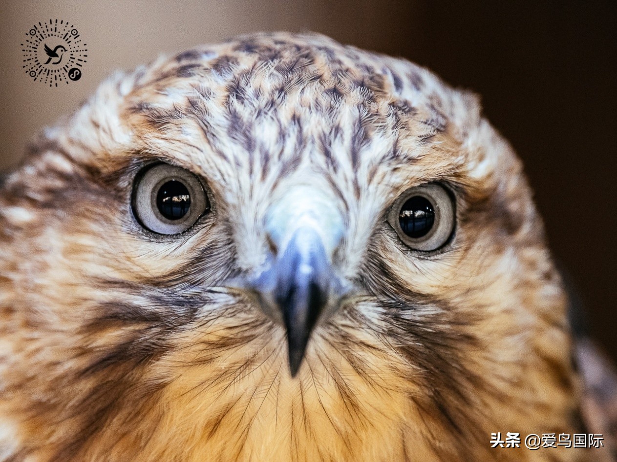 奥林巴斯2000m,奥林巴斯40-150r镜头评测