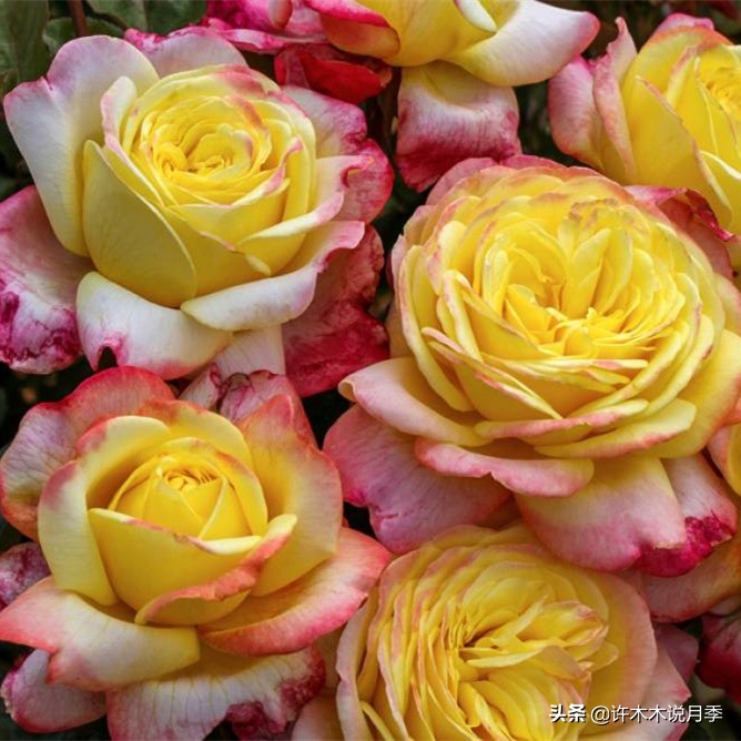 网购月季应该怎么种植？月季移栽后出现黄叶、枯萎是什么原因呢？