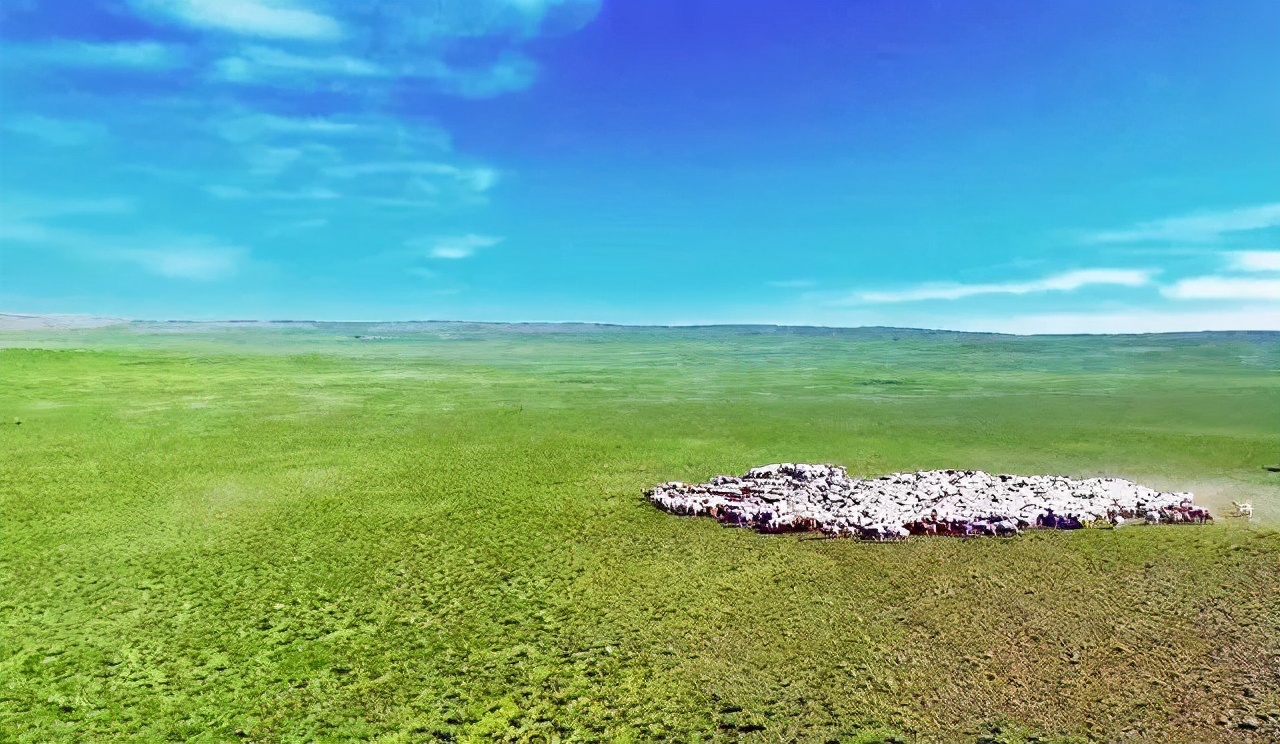 内蒙古锡林郭勒吃羊肉,内蒙古锡林郭勒羊肉整只