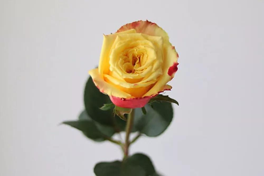 花店必备的5款玫瑰,花店最常用什么品种的玫瑰花