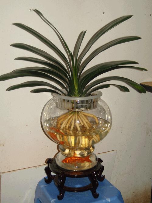 最适合懒人水培的植物,有哪些植物是水培的好看且易养