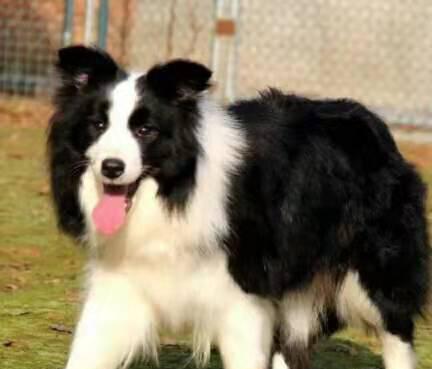 从小养边牧的经验,养边牧要投其所好