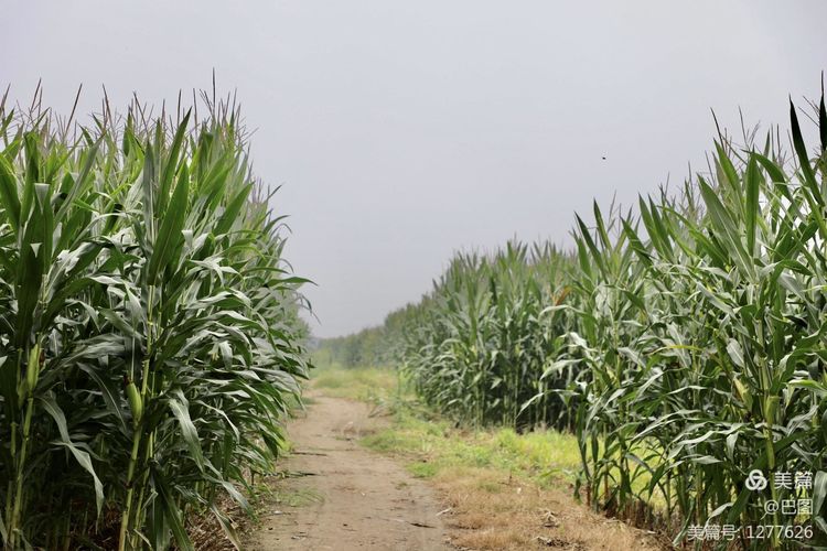 末伏偃师怀旧行,访古春秋时期滑国故城,探幽西天取经唐僧寺