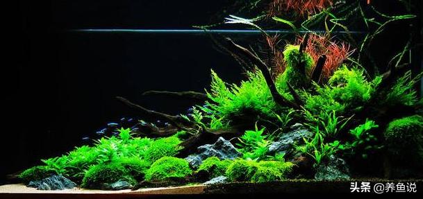 观赏鱼鱼缸里的水草怎么养,观赏鱼水草鱼饲养方法