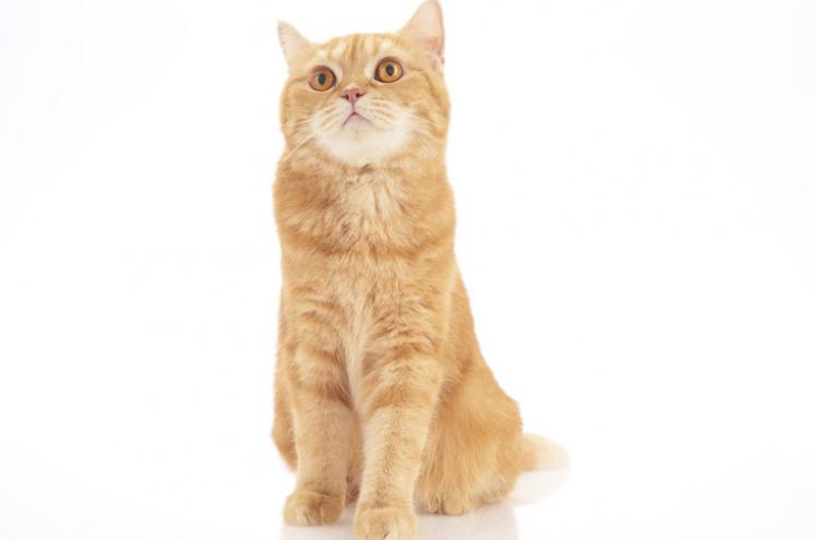 美短常见的毛色,美短常见品种