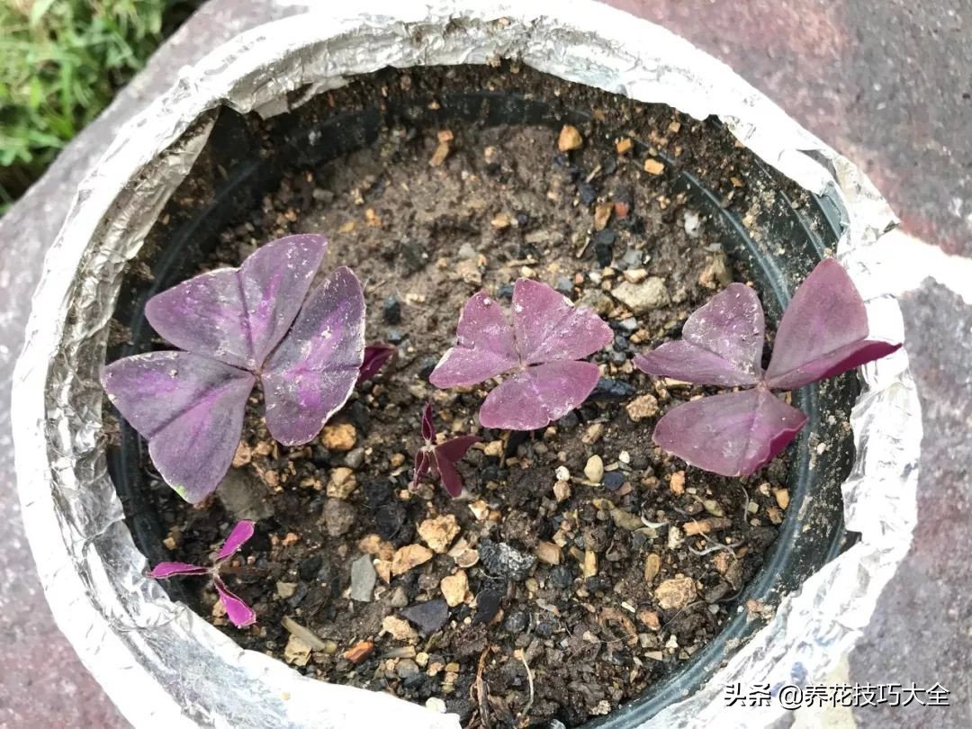 幸运草块茎,紫色幸运草种植的注意事项