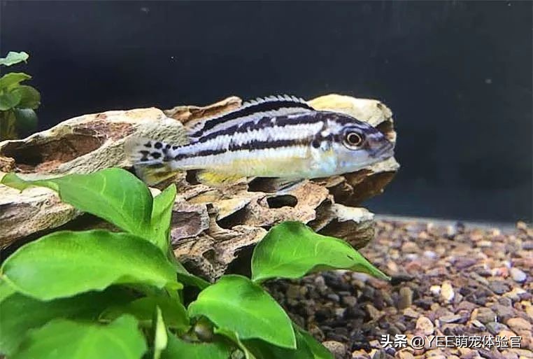 非洲凤凰：马湖小杂鲷，贪吃好斗价格低，一心只想做缸霸