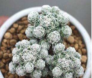 十个仙人球,最新30个仙人球品种