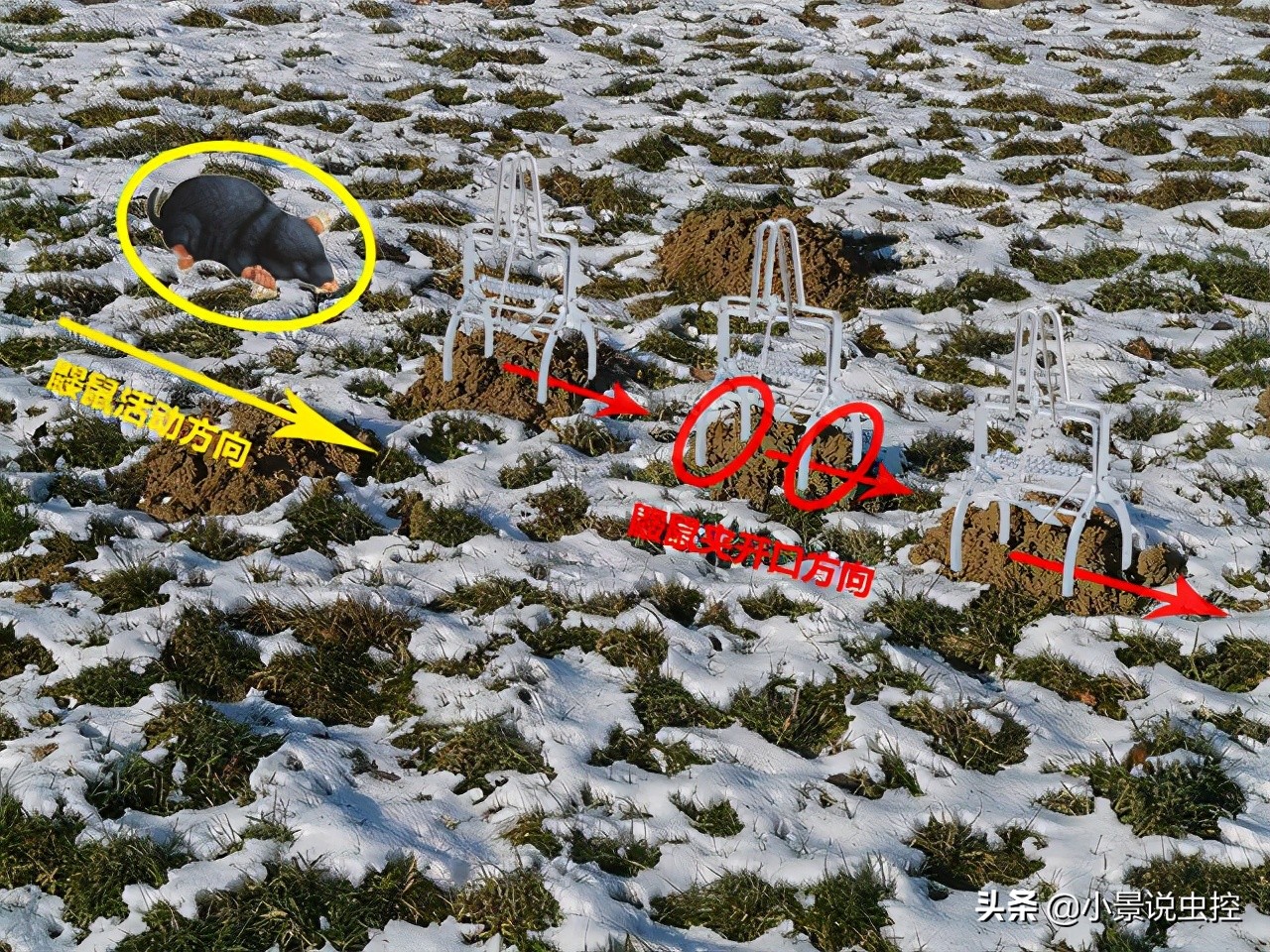 对付鼹鼠最有效的办法,对付鼹鼠的最好方法