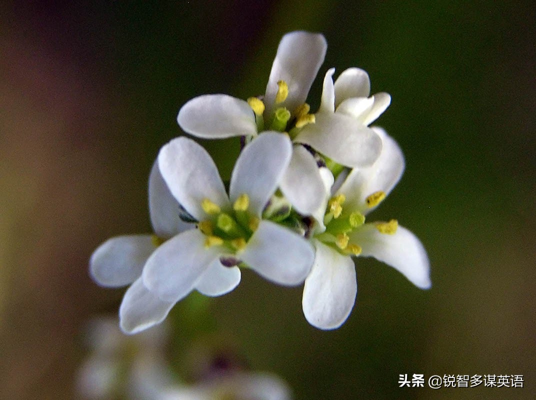 泰戈尔诗选吉檀迦利每章概括,泰戈尔吉檀迦利获得什么奖