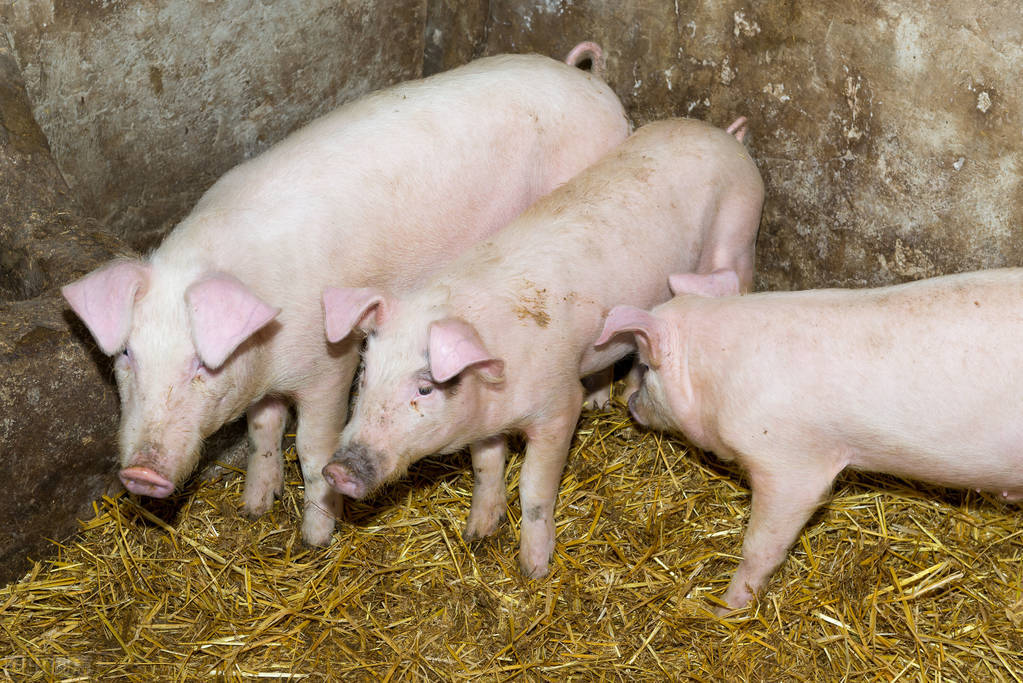 高锰酸钾对养鸡的用途和用法,养猪高锰酸钾消毒