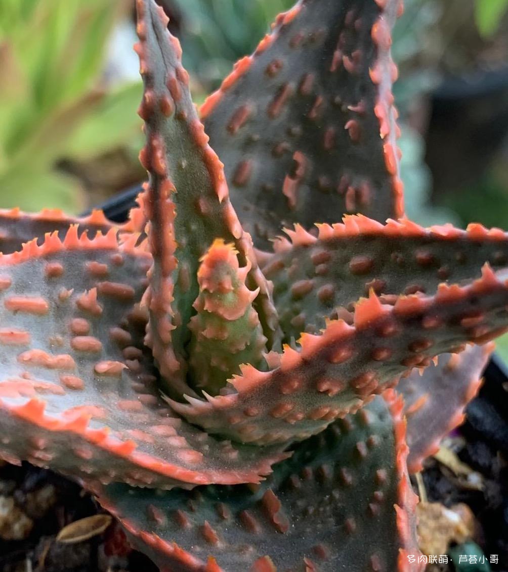 平时消炎的芦荟品种,生活中芦荟品种