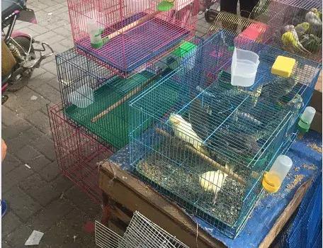 即将消失的花鸟鱼虫市场,天津消失的鱼虫市场