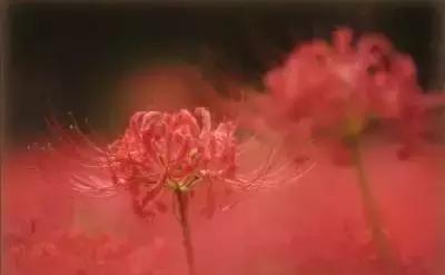 100种花的花语以及送花礼仪分享,100种花的名字和图片带花语