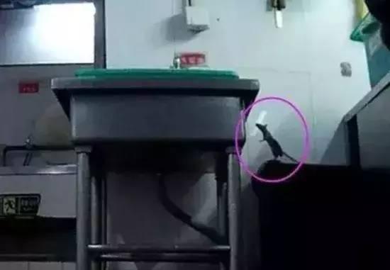 餐厅灭鼠的最好方法,饭店如何灭鼠或驱鼠