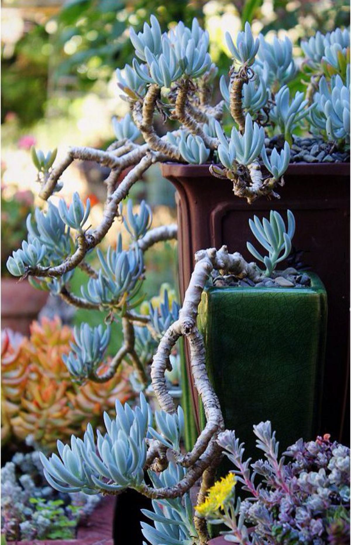 1000种多肉植物图鉴大全大图,景天科1000种多肉植物图鉴