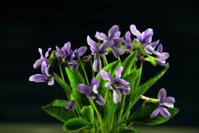 村里常见的“紫色草”，蛇见了躲着走，遇见摘点能“治蛇毒”