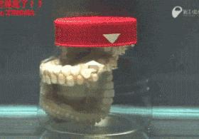 章鱼是寒武纪生物吗,章鱼有统治地球的能力吗