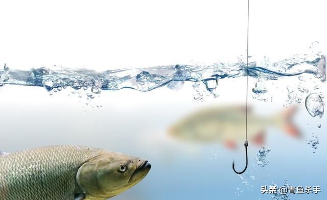 怎么选钓草鱼的钓点和时间,钓草鱼如何选择合适的钓点