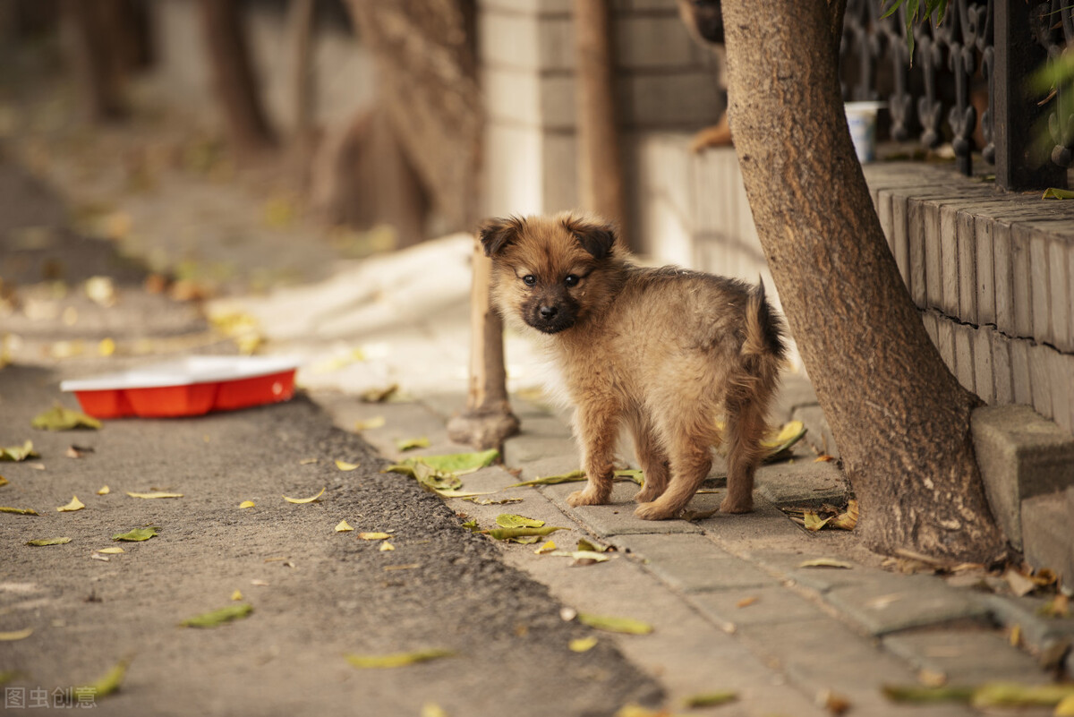 买回来的狗狗一天到晚狂吠不止，你的胡乱操作会把他变成流浪狗