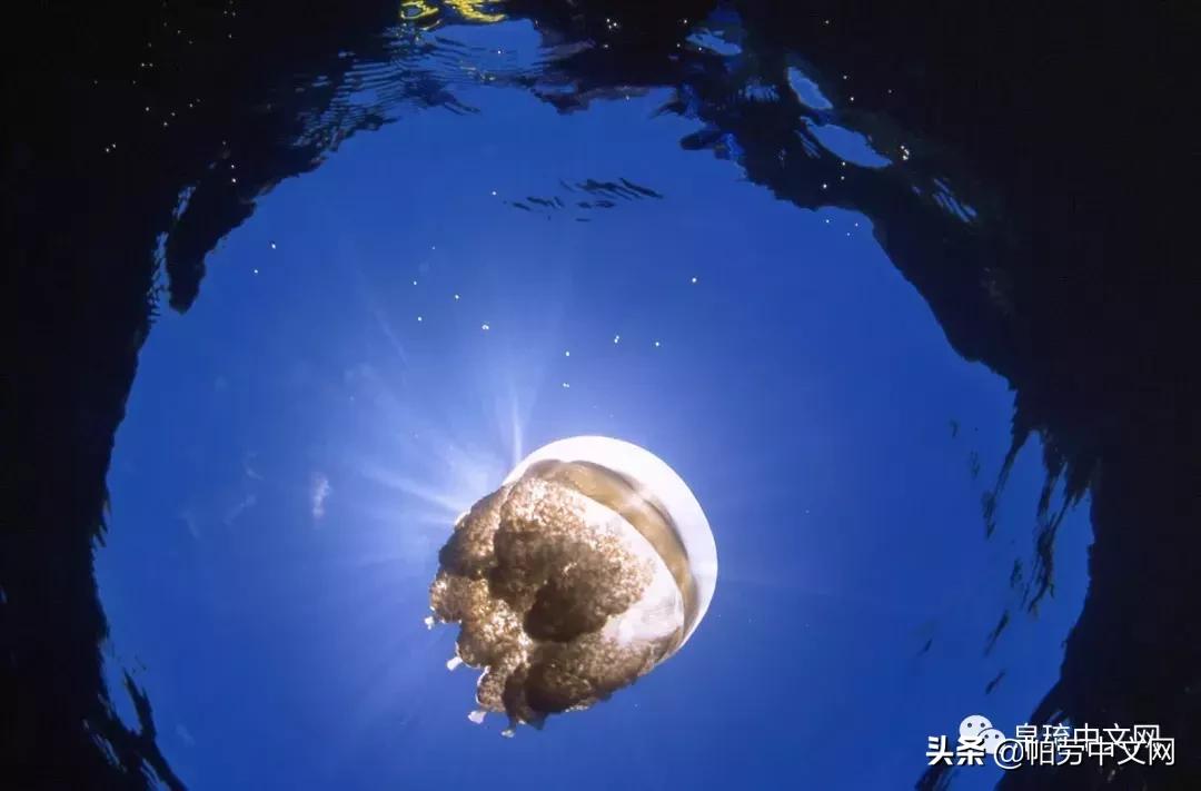 帕劳十大经典玩法,帕劳七大奇迹