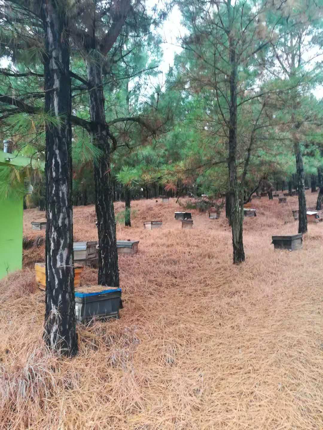 杂文系列四十一：冬天的蜜蜂不能冻死？，适者生存罢了