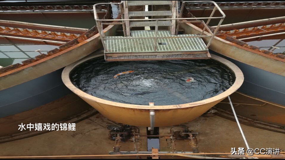 湖南湘江流域重金属污染严重,湖南湘江重金属污染