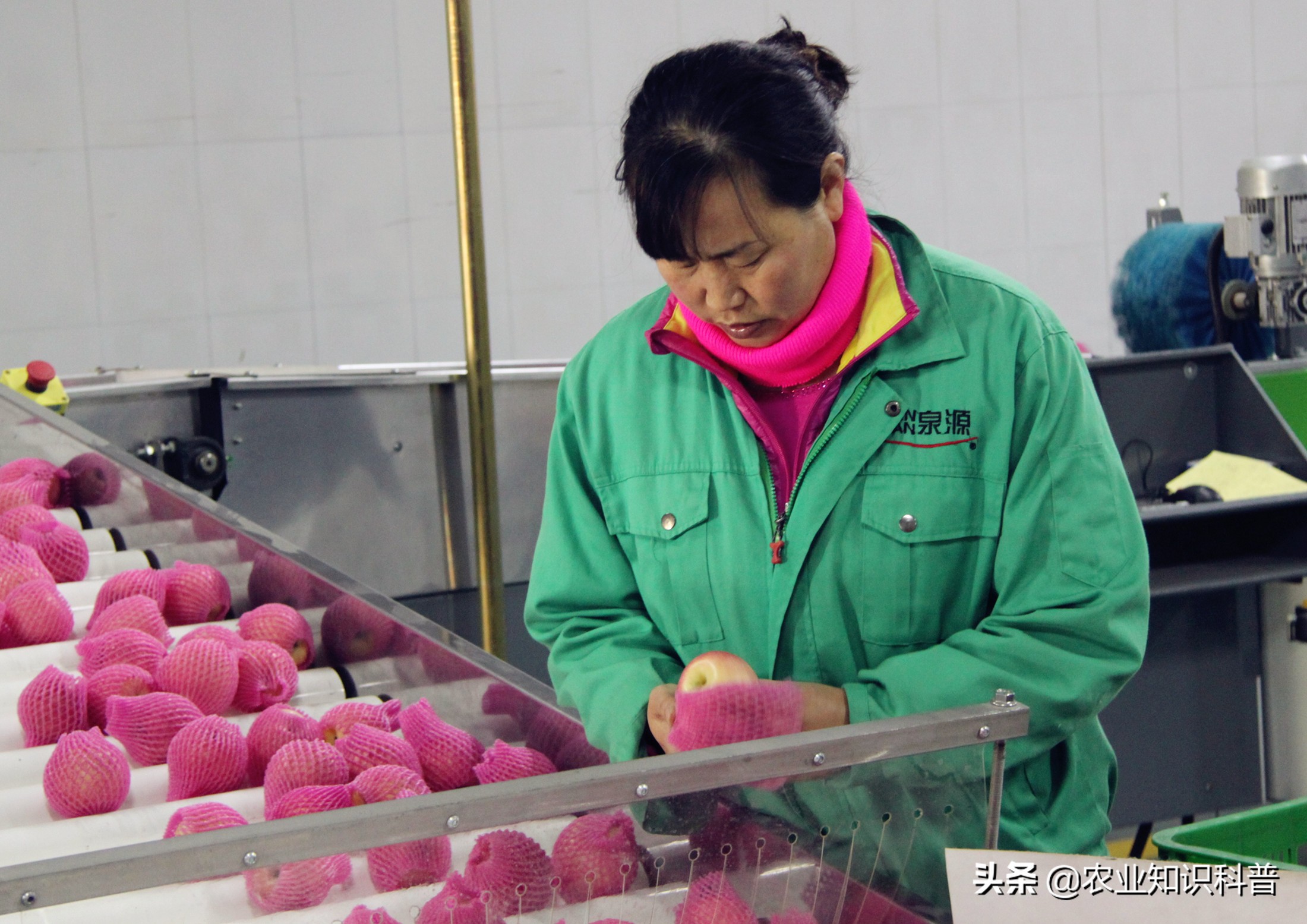 苹果果斑病怎么治,苹果疮痂病防治