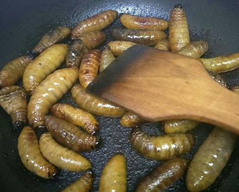 危害竹子的害虫，如今却成了美食，有人专门养殖，百元一斤