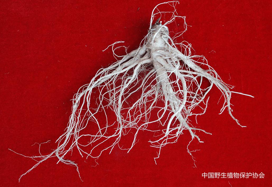 林草科普视频,林草科普宣传视频