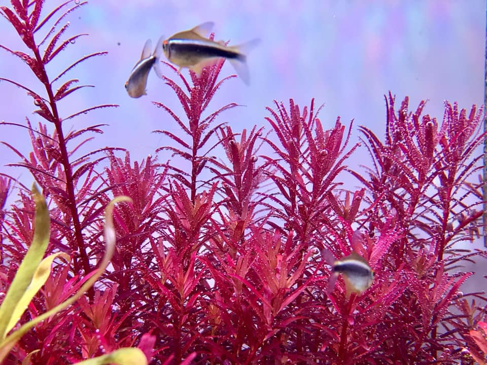 没有灯的鱼缸可以养水草吗,水草缸造景可以不用灯吗